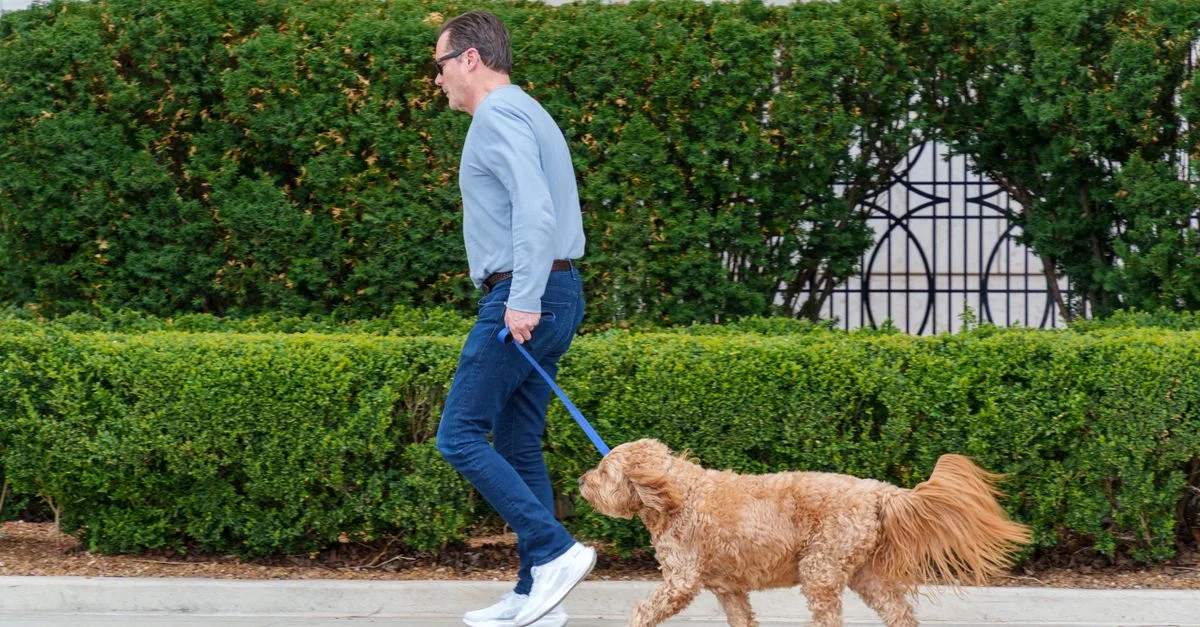 Un homme en tenue décontractée promène un chien duveteux sur un trottoir bordé d'arbustes d'un vert éclatant.