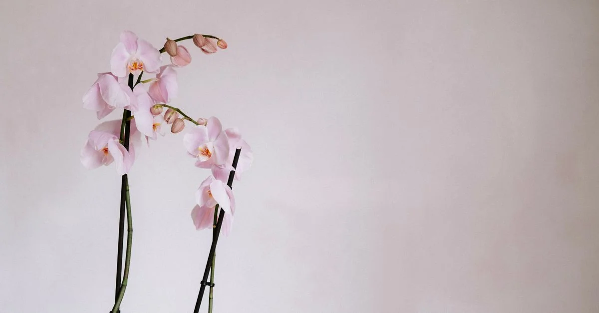 De délicates orchidées roses apportent une touche décorative sereine sur un fond gris doux.