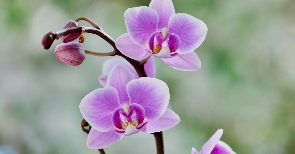 De magnifiques orchidées violettes, capturées en détail, qui mettent en valeur la beauté et l'élégance délicates de la nature.